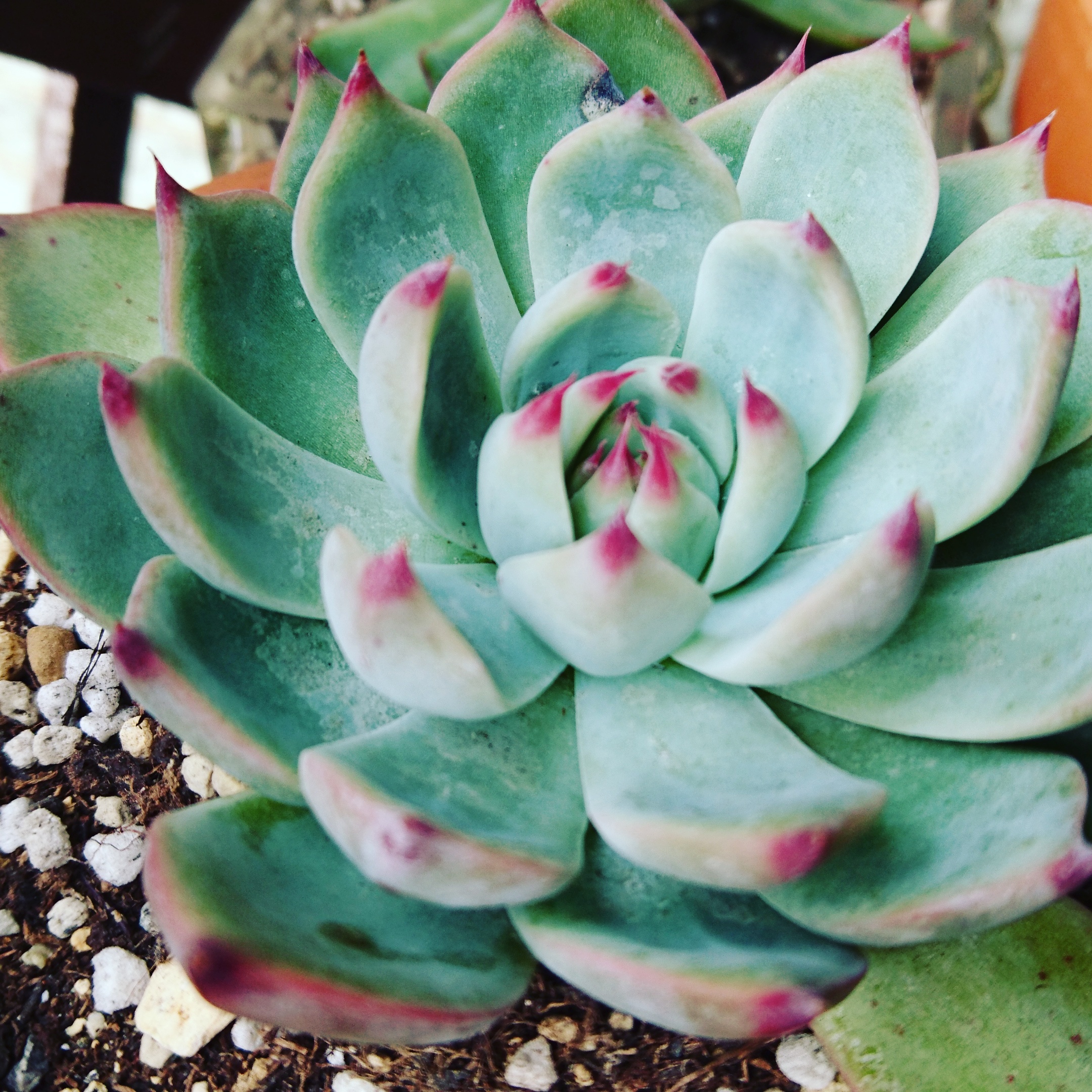 多肉初心者が手に入れやすいエケベリア｜多肉植物販売店