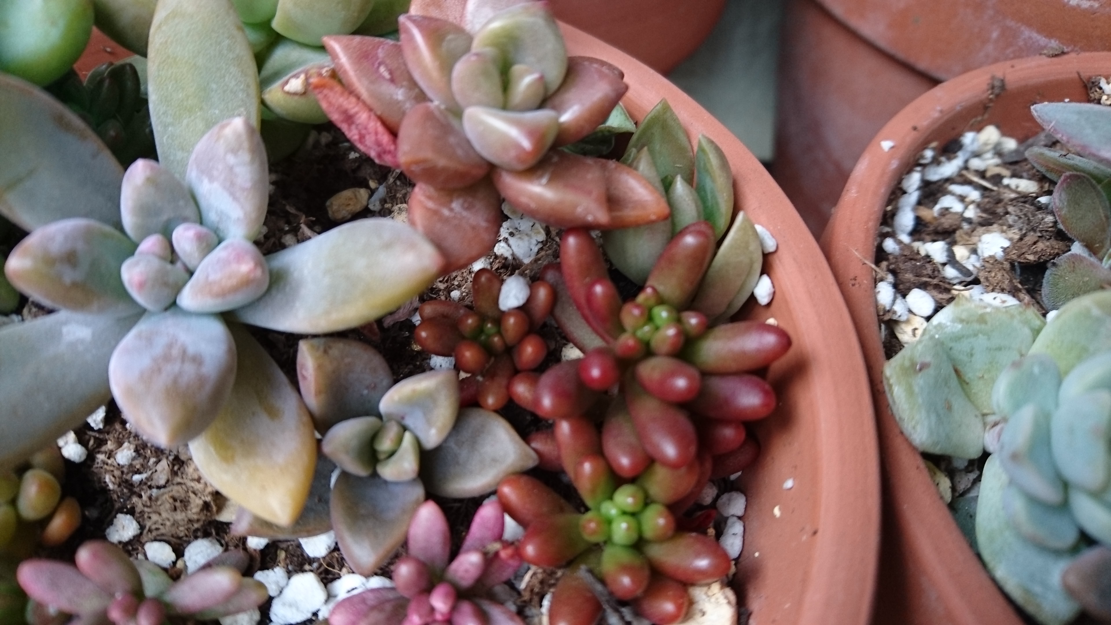 虹の玉』育てやすさと見た目のバランスがいい多肉植物｜東京多肉植物販売店